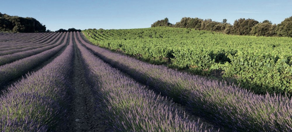 Les Côtes du Rhône 2000 ans d’histoire (Grappilleur n°126)