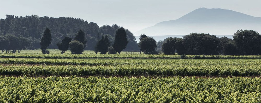 Les Côtes du Rhône 2000 ans d’histoire (Grappilleur n°122)