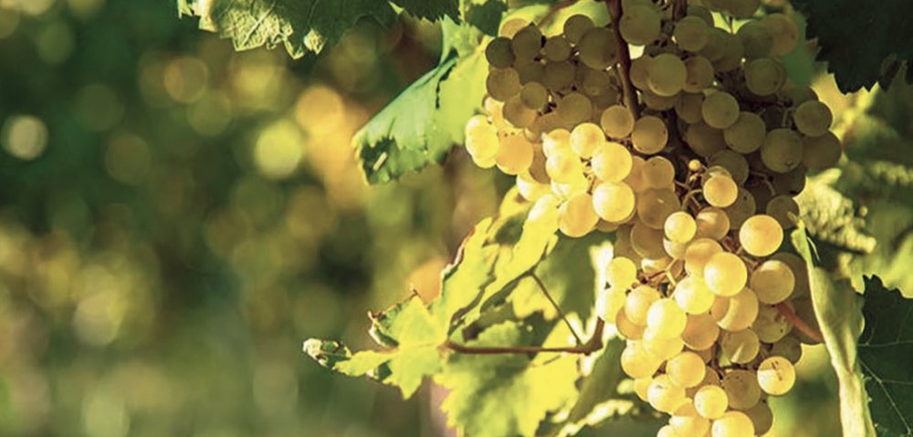 Les Cépages Rhodaniens : Le Bourboulenc (Grappilleur n°127)