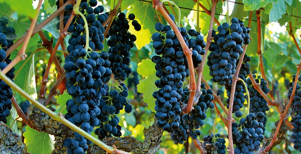 Les Cépages Rhodaniens : La Syrah (Grappilleur n°123)