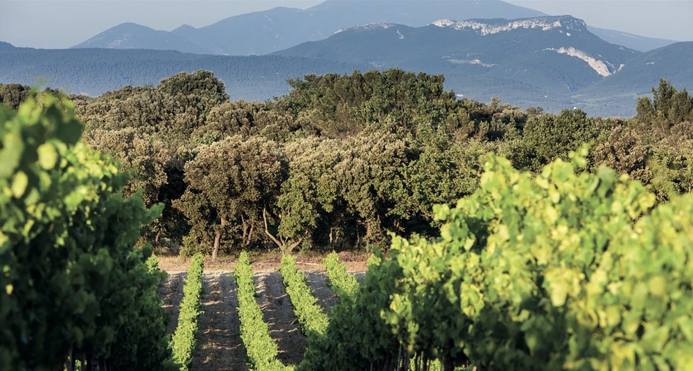 2021, un millésime exigeant et atypique (Grappilleur n°127)