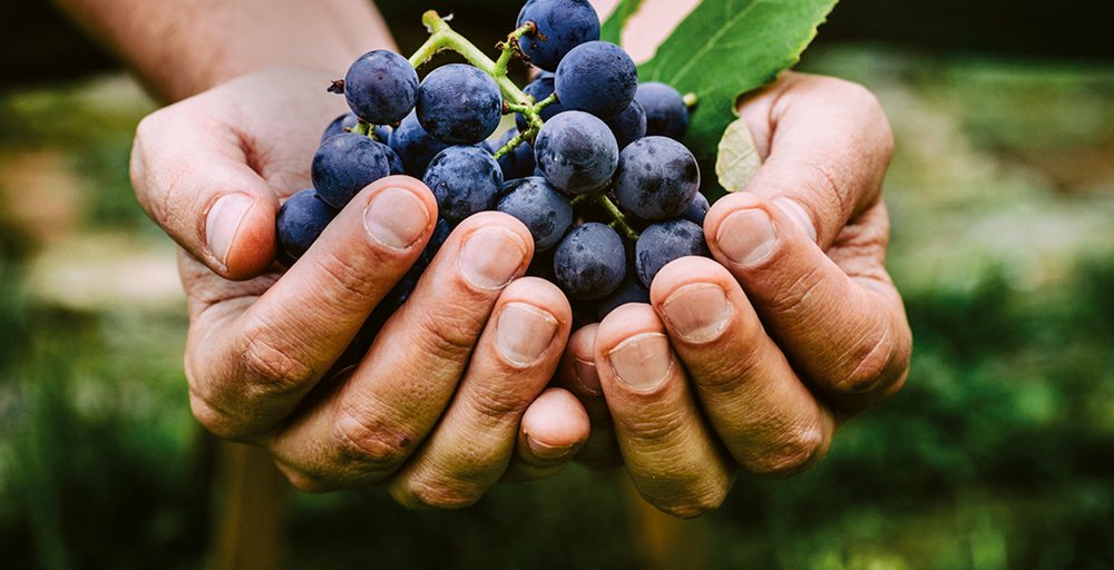 Vin et COVID-19… (Grappilleur n°123)