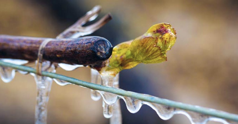 Le gel et les vendanges (Grappilleur n°125)
