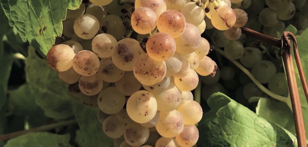 Les Cépages Rhodaniens : Le Roussanne (Grappilleur n°126)