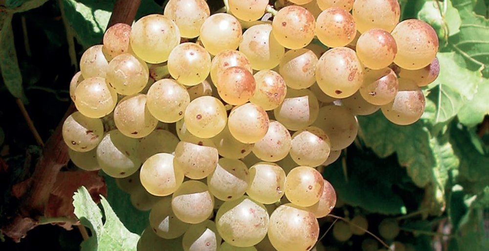 Les Cépages Rhodaniens : La Marsanne (Grappilleur n°124)