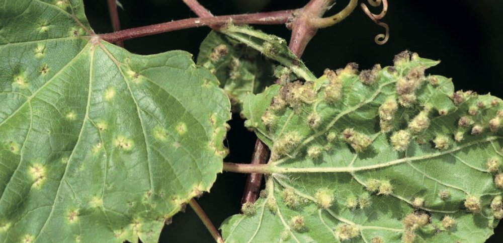 Les Côtes du Rhône 2000 ans d’histoire (Grappilleur n°127)